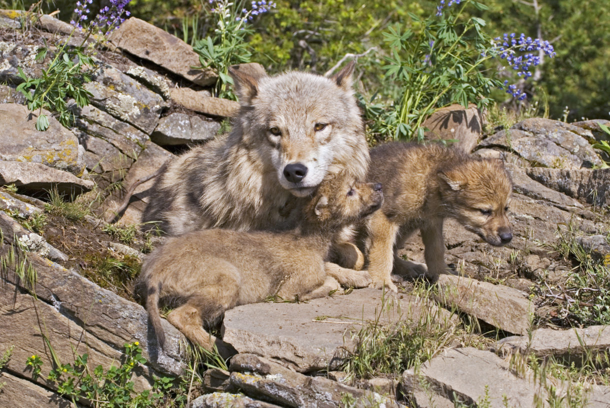 Federal judge restores critical protections for many gray wolves, ending states’ cruel and irresponsible management
