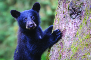Black bears get a spring reprieve in some states