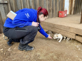 HSUS team rescues New Mexico dogs from squalid conditions