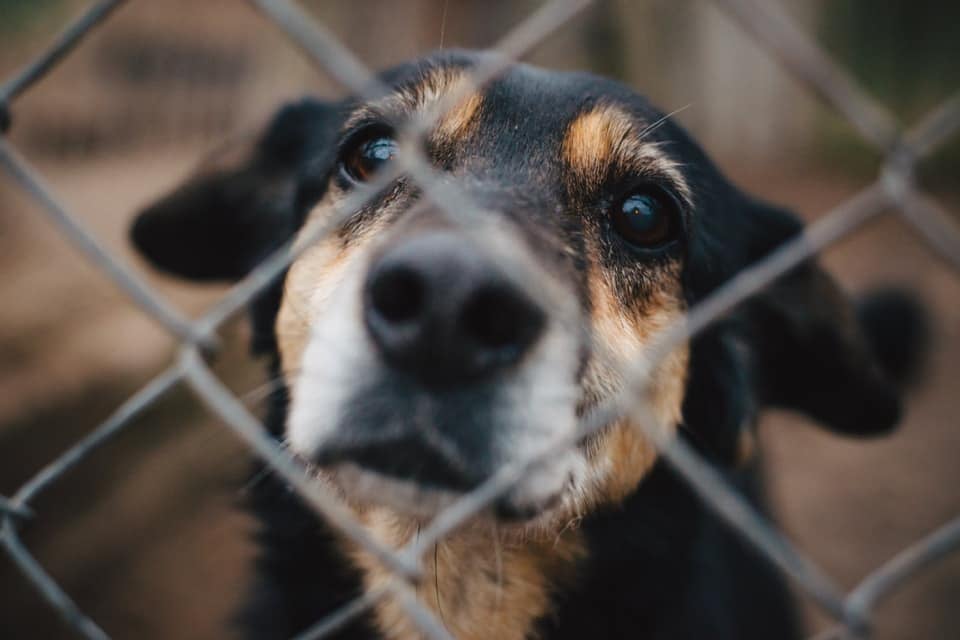 Here's how we're taking action for Ukraine and its animals—and how you can  help · A Humane World
