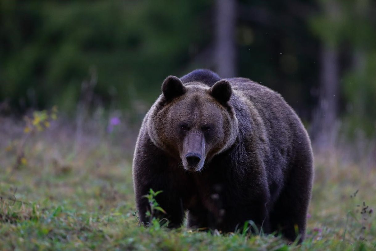 With respect to potential bear conflicts, the responsibility is ours