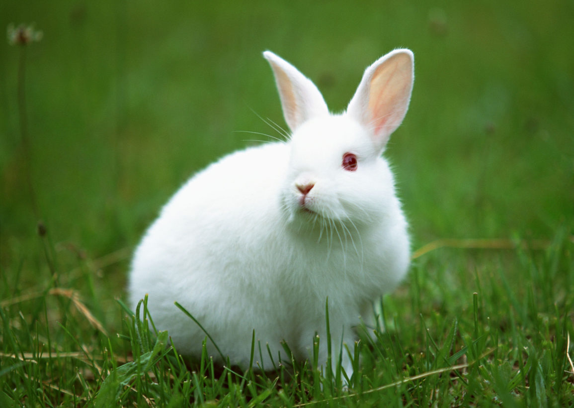 It's time to get over the cruel and inhumane practice of testing cosmetics on animals