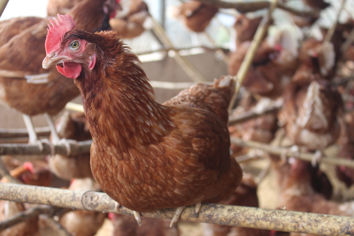 Arizona becomes the latest state to ban the sale and production of eggs from caged chickens