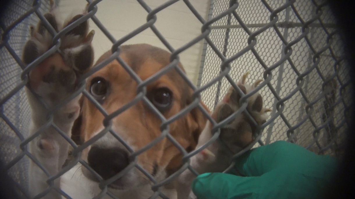 Undercover investigation exposes the horrors of animal testing—and more than 80 dogs who need our help