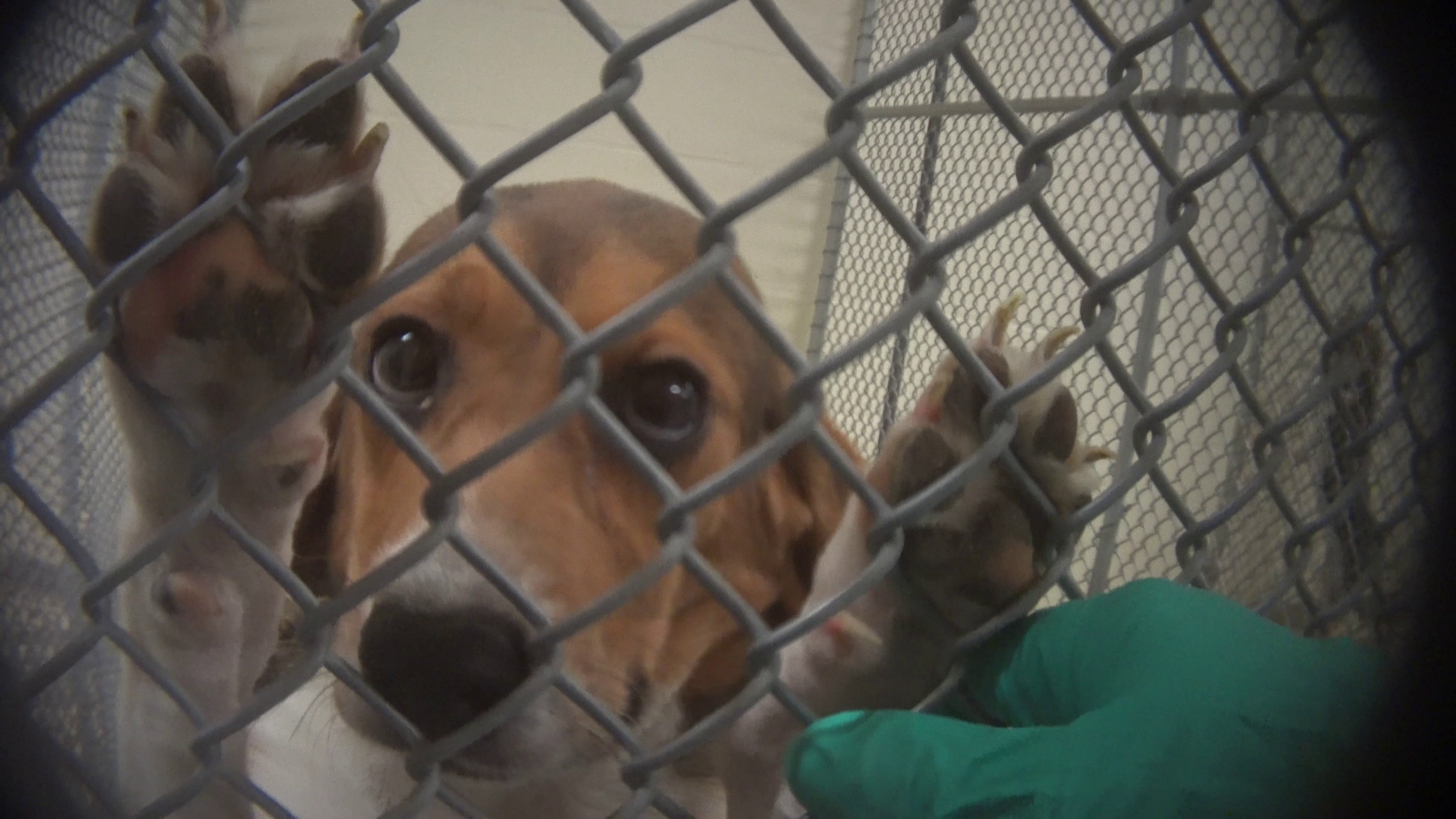Undercover investigation exposes the horrors of animal testing—and more  than 80 dogs who need our help · A Humane World