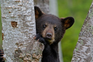 A Connecticut bear’s death underscores the urgent need to prevent human-wildlife conflicts