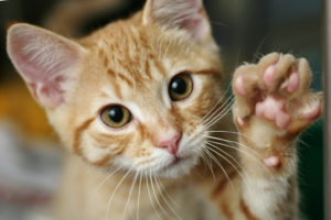 As the status of cats rises, states turn against declawing