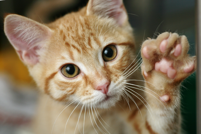 As the status of cats rises, states turn against declawing · A Humane World