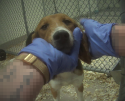 Testing lab remains silent, but voices demanding beagles’ release grow louder 