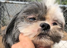 Tenth annual Horrible Hundred report shows progress, continuing problems with puppy mills