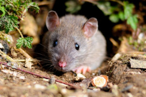 England’s action to ban glue traps is a stirring victory for animal protection