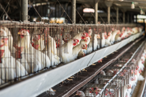 Breaking: Lawsuit forces U.S. to rethink bird flu response