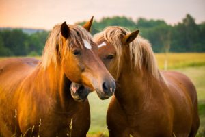 The time for Congress to act on horse soring, horse slaughter bills is now