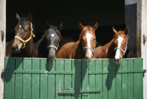 Pushing the federal law to end cruel slaughter of horses to the finish line