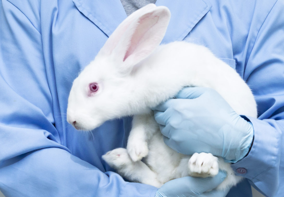 Cosmetics animal testing is in the spotlight—now's the time to end it · A  Humane World