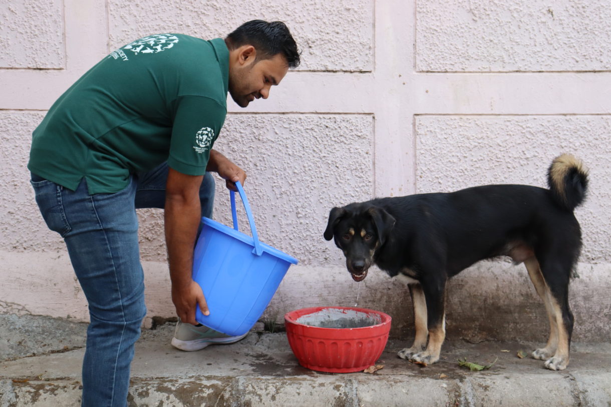 As India swelters under intense heat waves, we’re helping communities care for their dogs