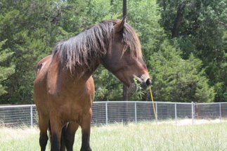 ‘Aggressive’ horse from Assateague Island arrives at our sanctuary