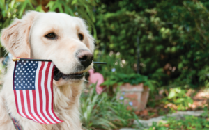 Animal-friendly ways to celebrate July 4 (Hint: It’s not fireworks)