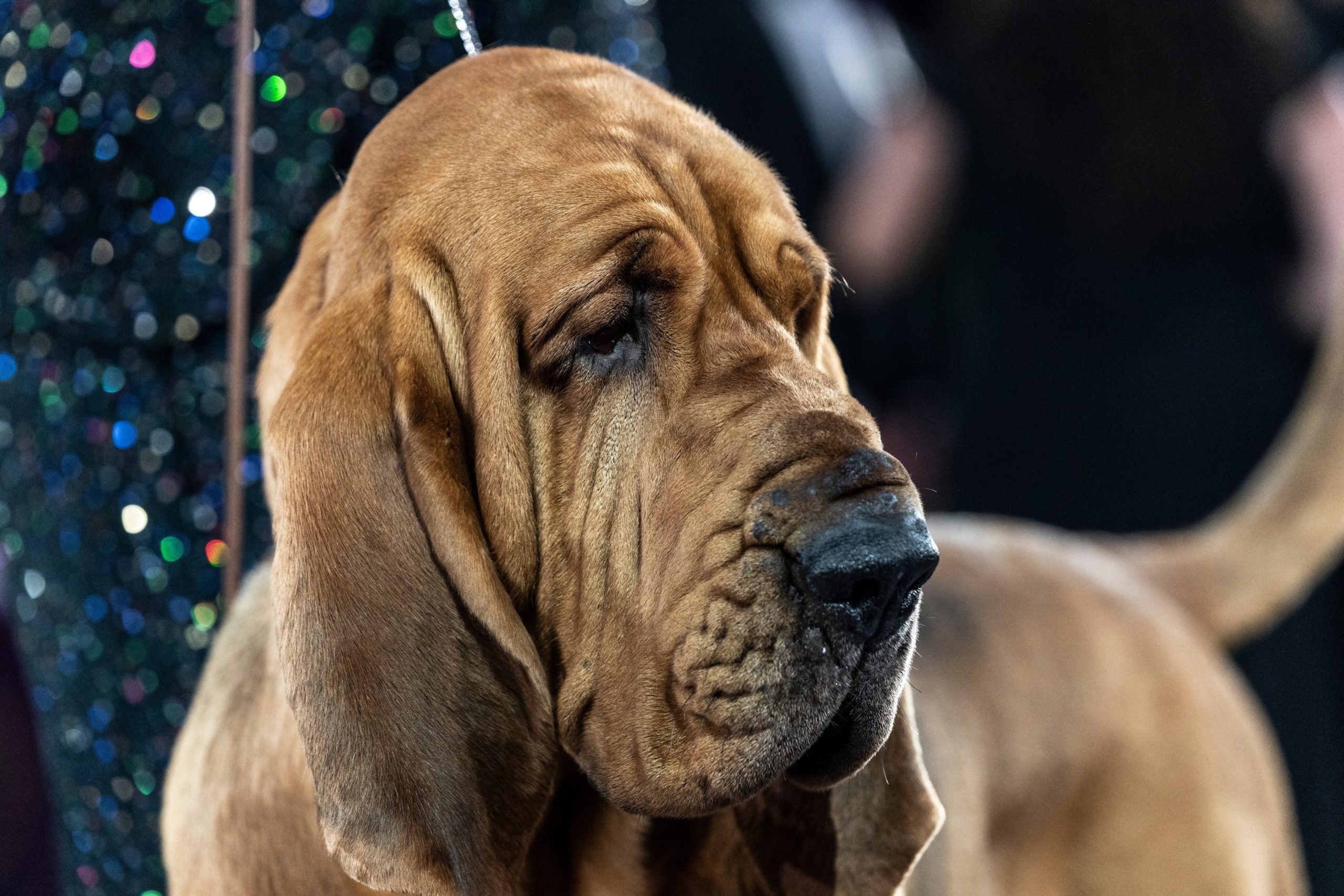 The sad reality behind the 'Best in Show' · A Humane World