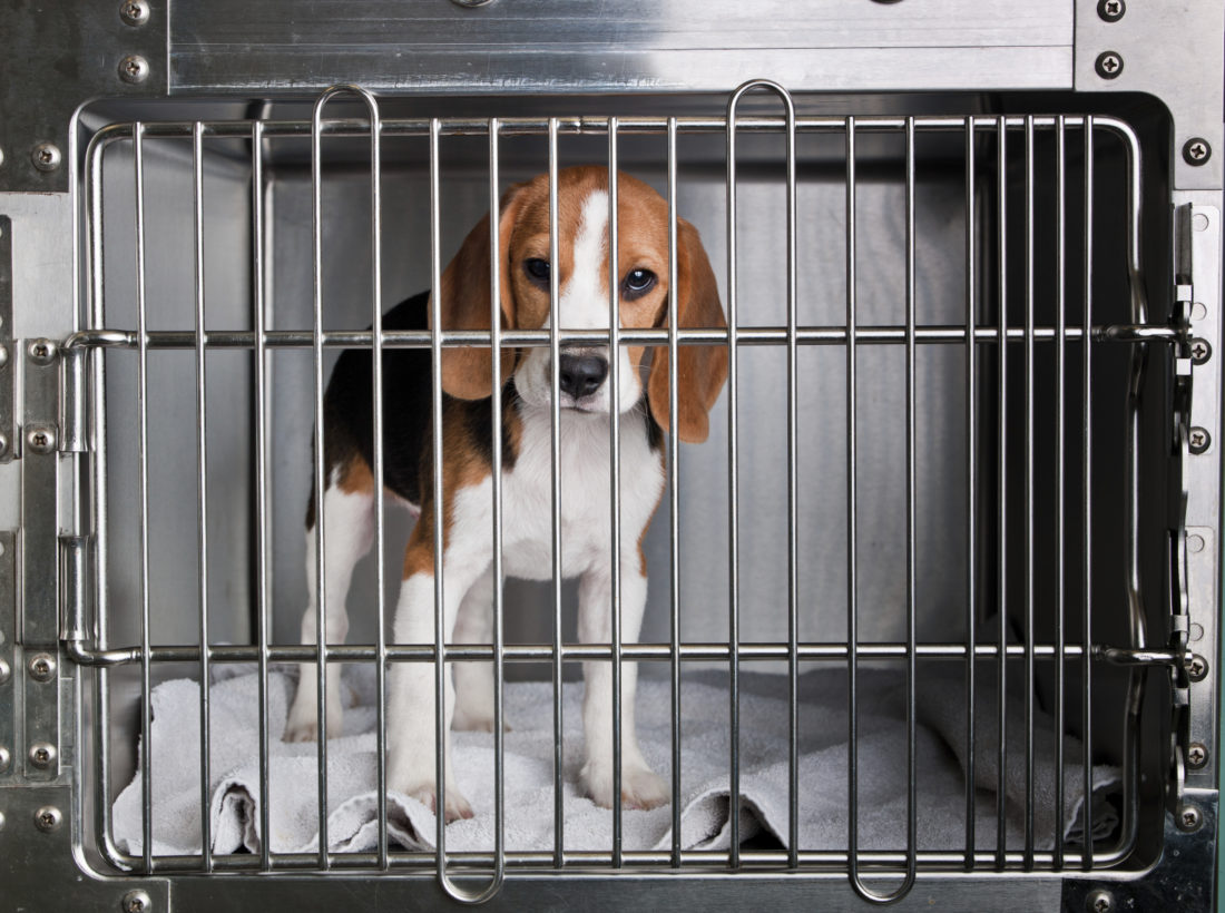 Breaking: Historic transport of approximately 4,000 beagles spared from animal testing