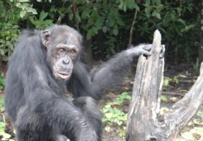 One brave chimp’s story shows the many threats facing the species today