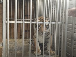 Congress poised to vote! Contact your Reps to help captive big cats in the US