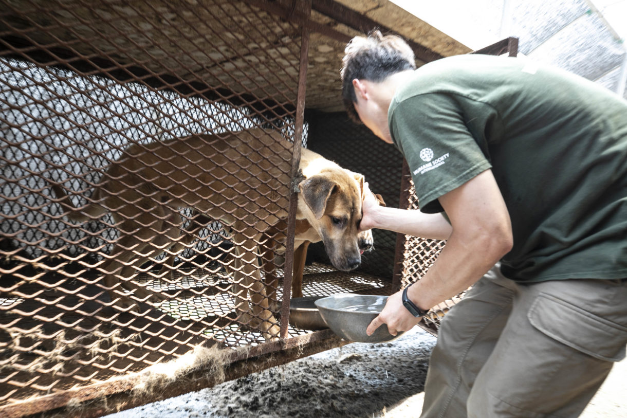Rescuers arrive for 21 dogs left behind at dog meat farm in South Korea