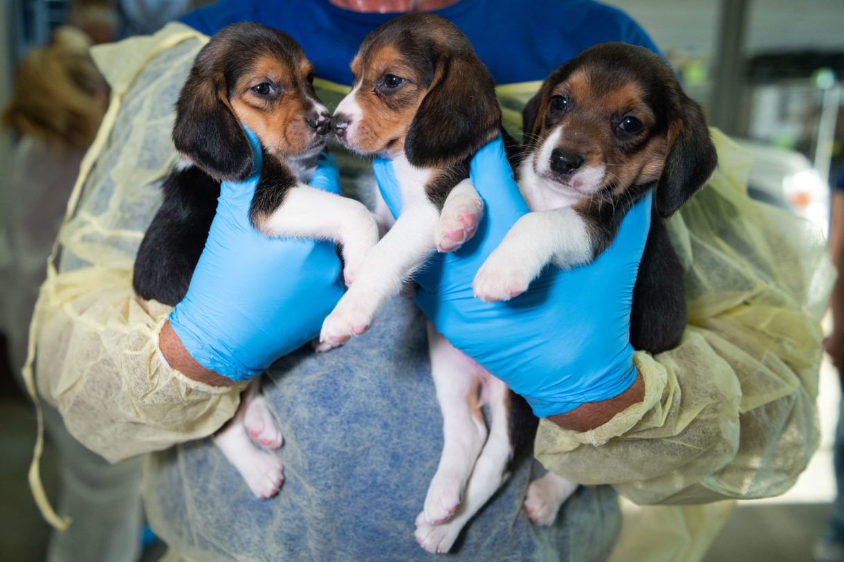 In pictures: Hundreds of beagles spared from animal testing arrive in our care to start new lives
