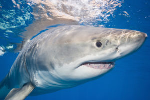 How to make Shark Week good for sharks