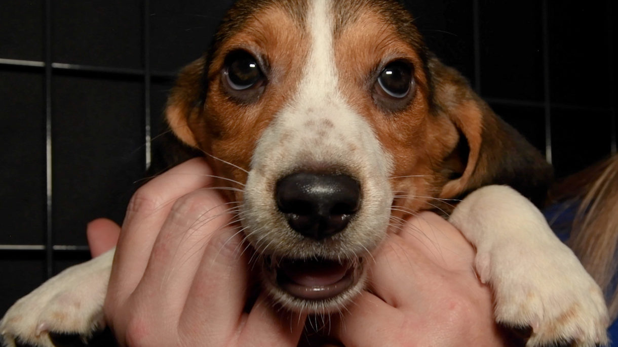 Meet Charlie, one of roughly 4,000 beagles spared from animal testing