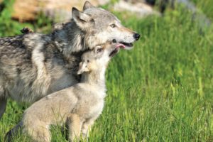 We’ve filed a new lawsuit because wolves in the Northern Rockies need help now