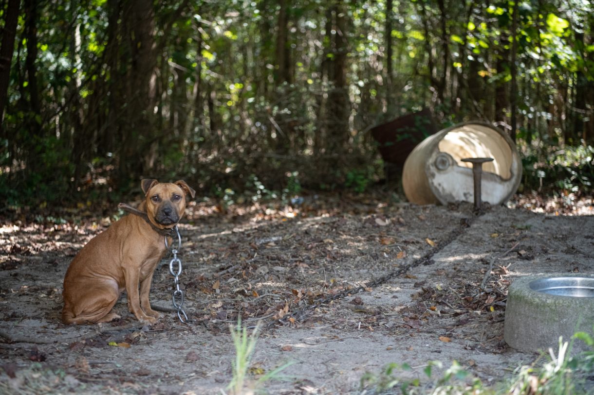 We've just assisted in the rescue of 275 dogs from what might be the largest sting of an alleged dogfighting operation in South Carolina's history.