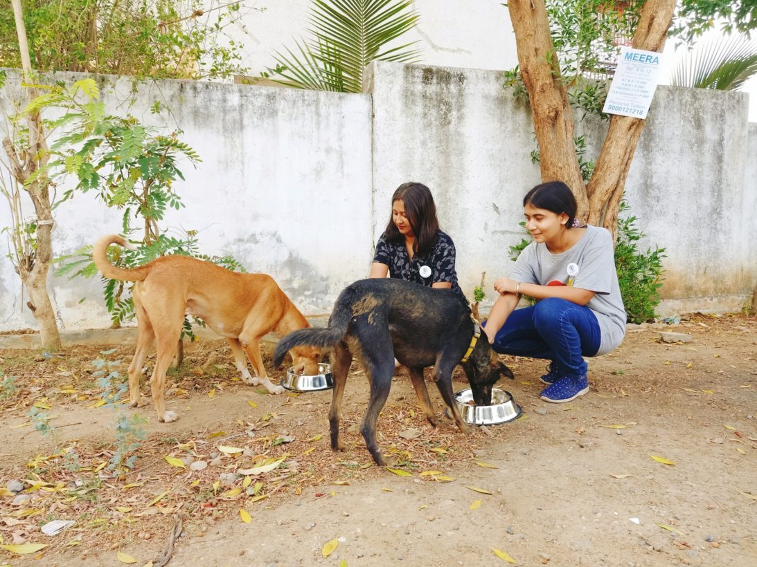 How street dogs in Vadodara received the help they needed