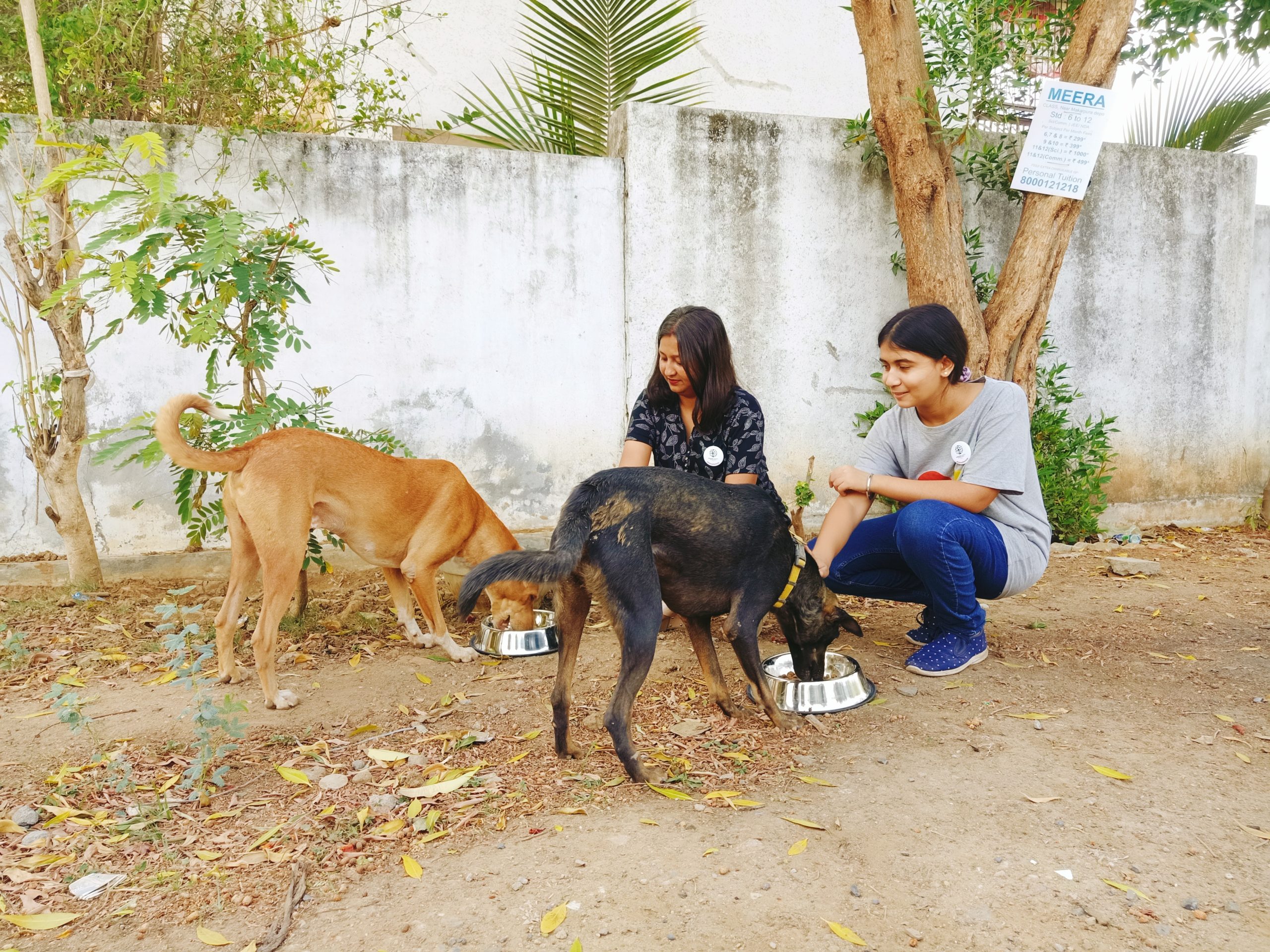 How street dogs in Vadodara received the help they needed · A Humane World