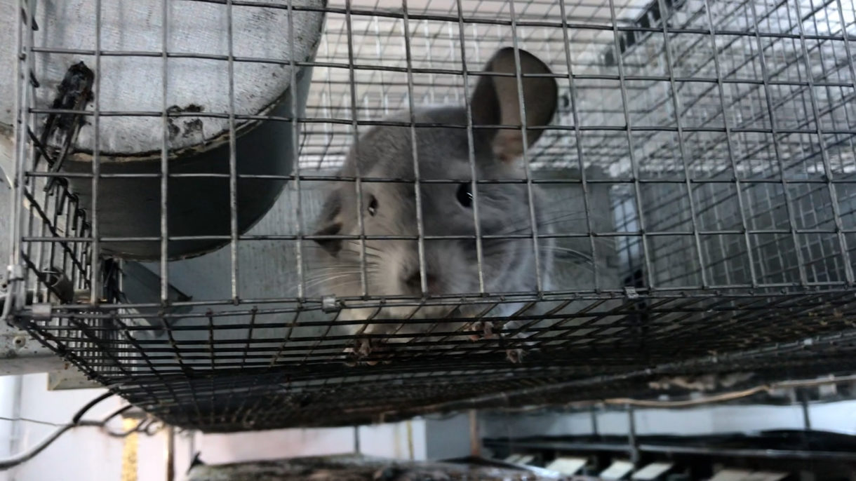 Following our investigation, pressure builds to ban fur farming in Romania