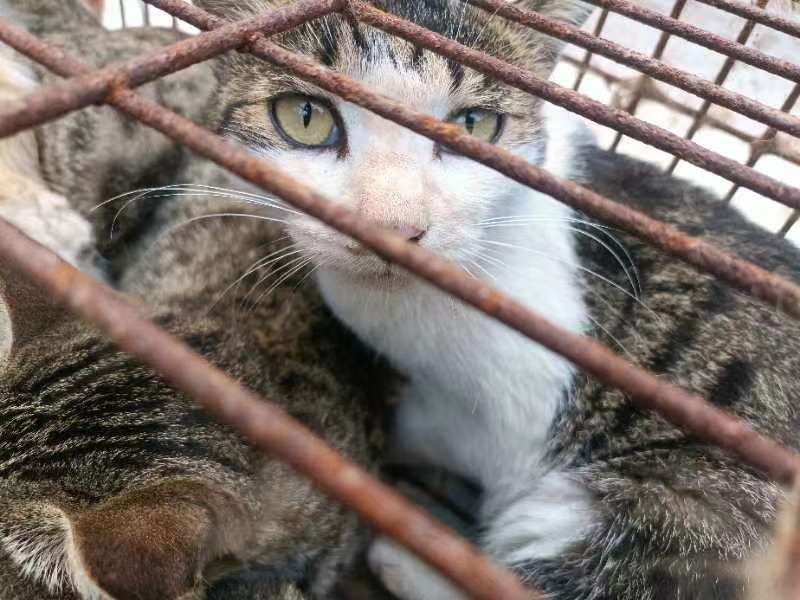 Stolen pet cats discovered among roughly 150 being sold into China’s meat trade
