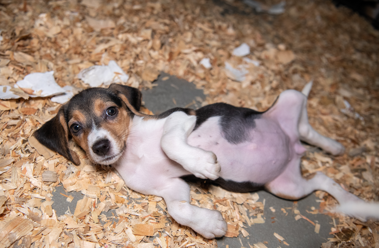Breaking: Last beagle of thousands spared from testing arrives at our care  center · A Humane World