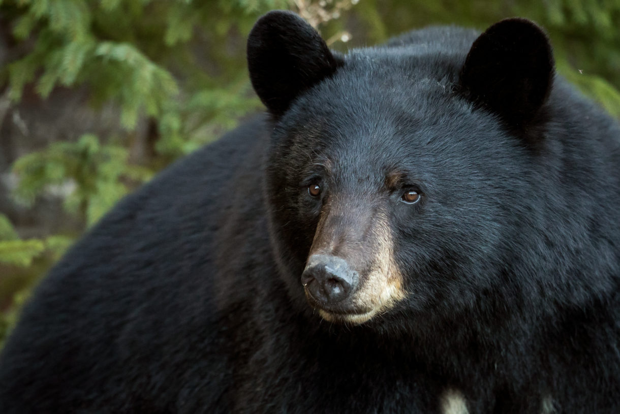 California bear injured by arrow is first heartbreaking sign of cruel trophy hunting season  