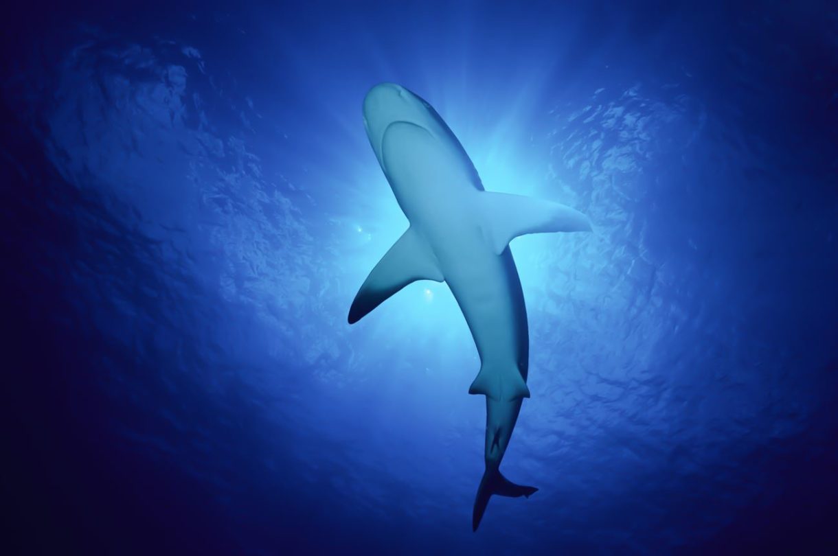 We’re honoring lawmakers for their efforts to save sharks and end the shark fin trade