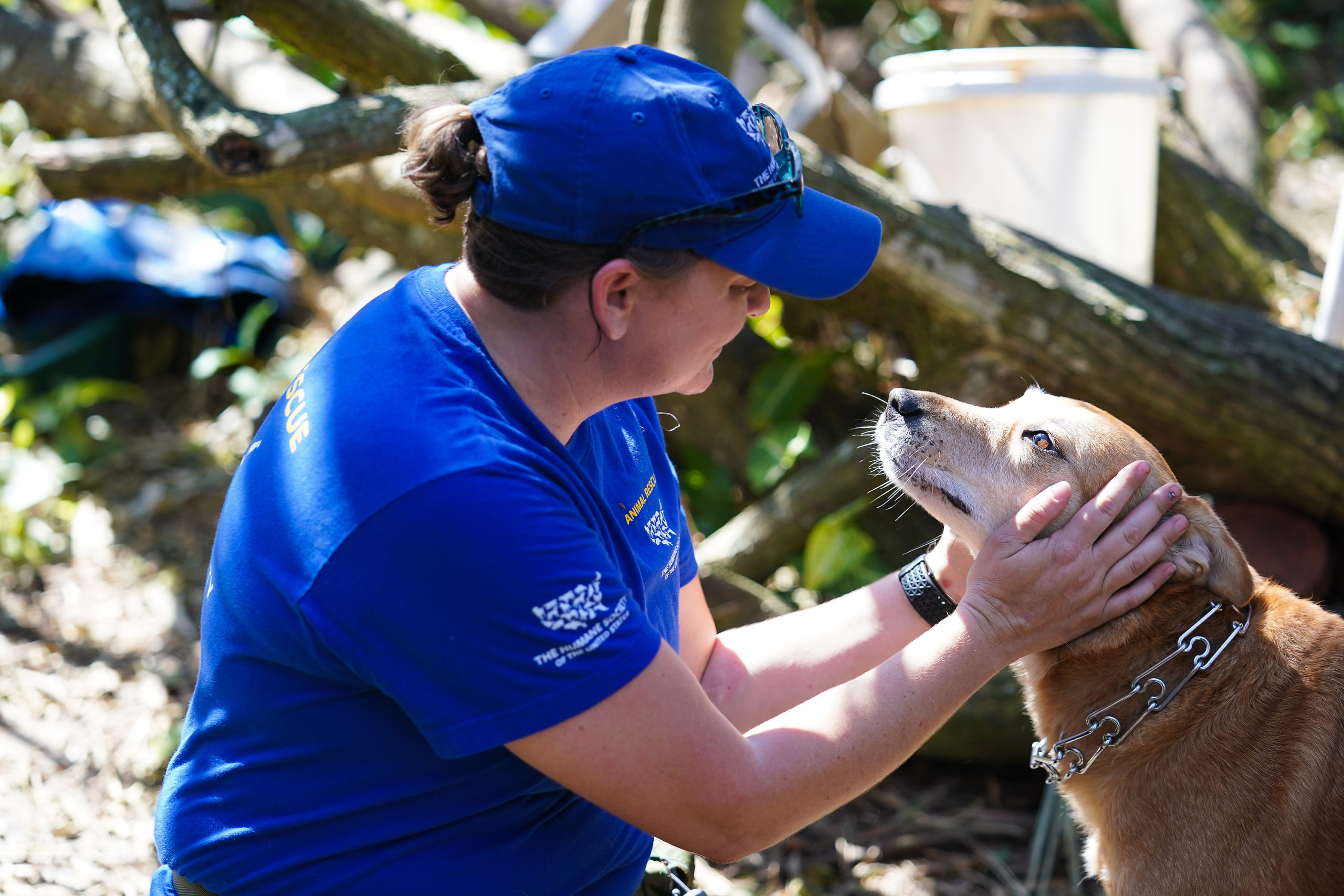 In pictures: Helping animals in the aftermath of Hurricane Ian · A Humane  World