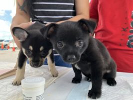 What I saw after Hurricane Ian as a veterinarian in a pop-up clinic