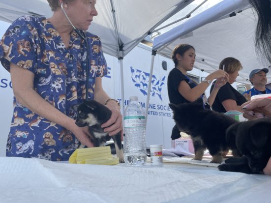 Volunteer veterinary staff treat puppies