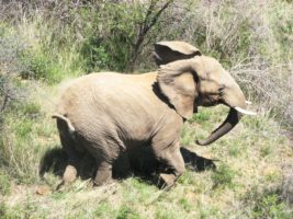 Inside a unique program that prevents cruelty to elephants in South Africa