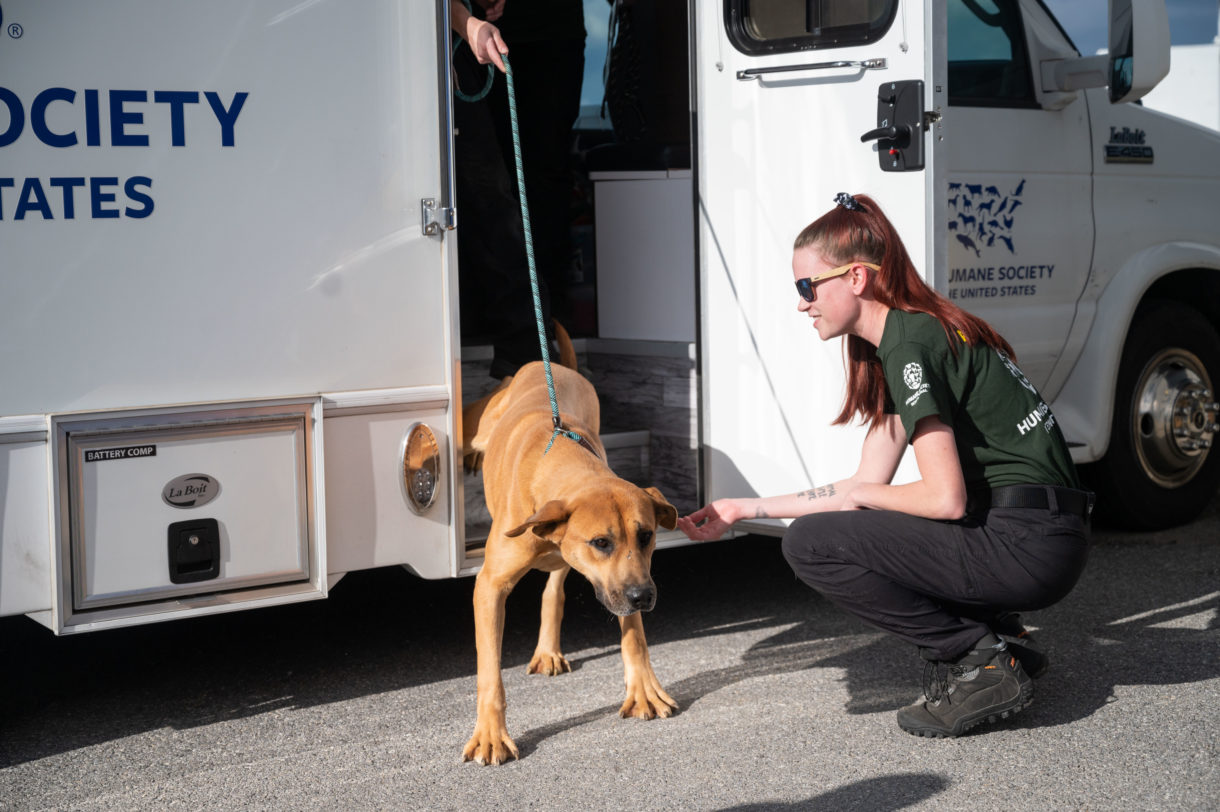 Breaking: 34 dogs saved from South Korea’s dog meat industry arrive in US to seek homes