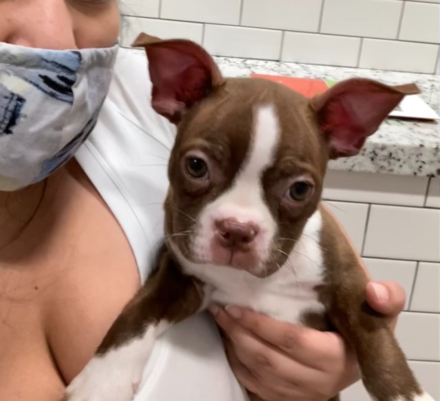 Lawsuit seeks justice for family who purchased sick puppy from Texas Petland