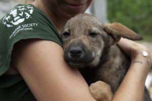 Breaking: 18 dogs saved as Viet Nam slaughterhouse shuts down