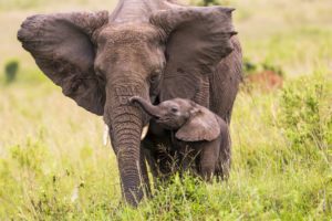 Endangered Species Act proposal would be a win for elephants