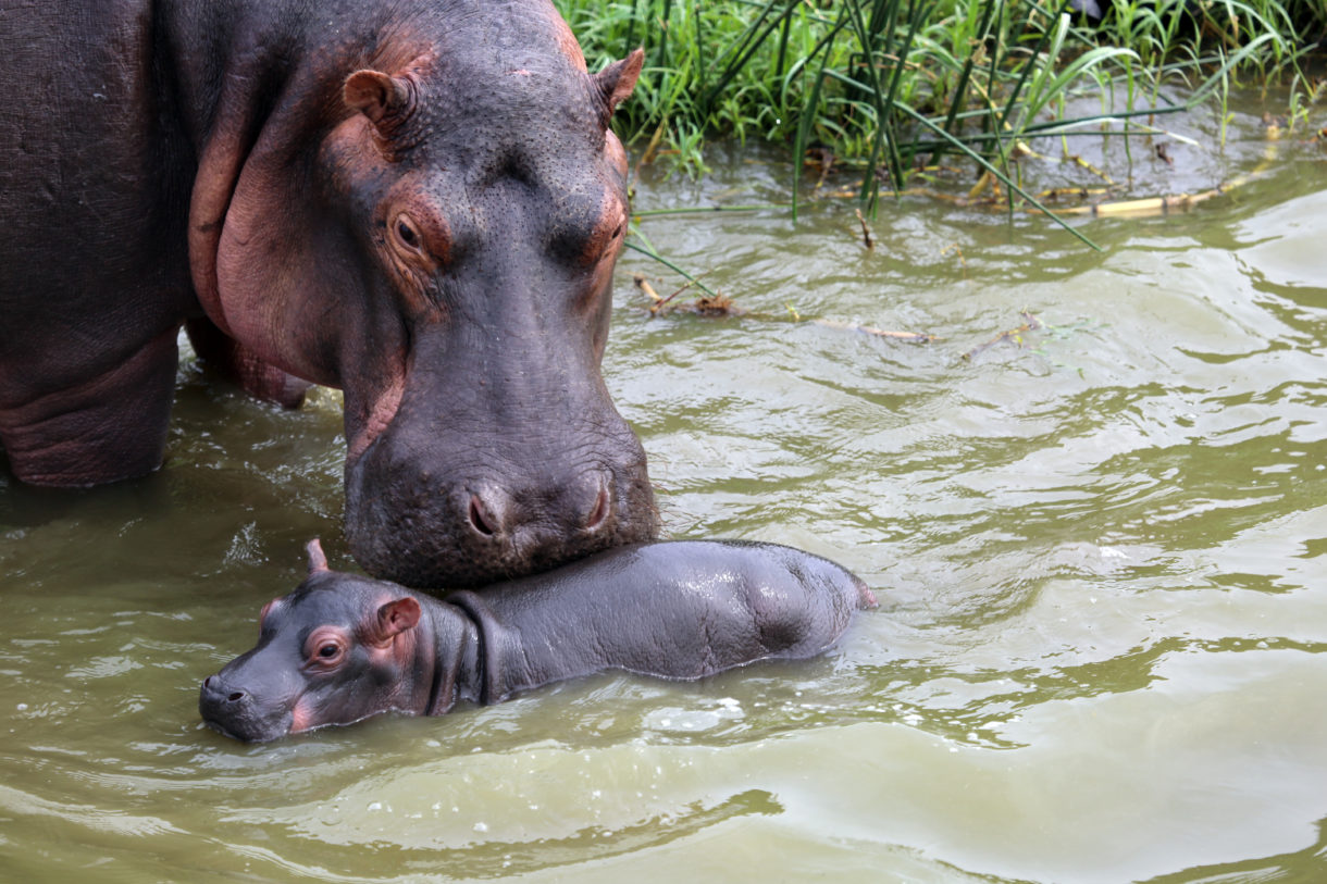 Leopards, sharks and glass frogs win new protections, while hippos face tragic losses