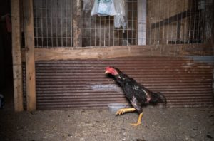 Indiana raid shows why strong laws against cockfighting are essential