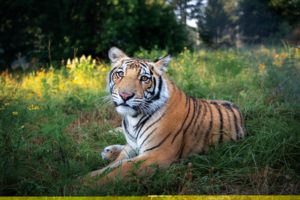 Big Cat Public Safety Act becomes law, capping off year of wins for wild animals